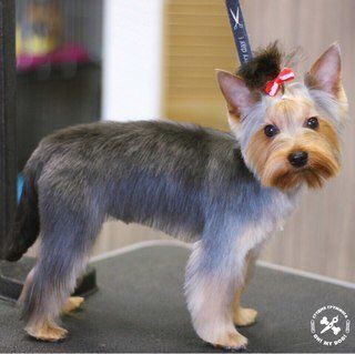 +79105160246 звонок из Oh! My dog!