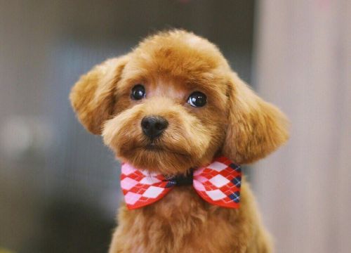 +79105160246 звонок из Oh! My dog!