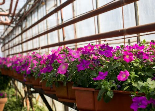 +79107262508 звонок из Оранжерея