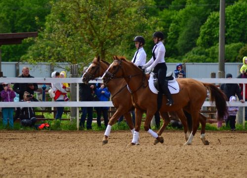 +79109130484 звонок из Конно-спортивный комплекс Вертикаль