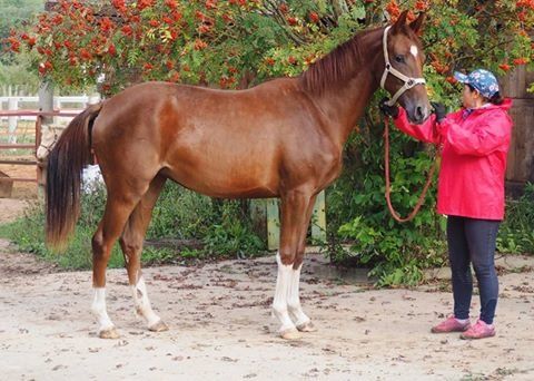 +79109130484 звонок из Конно-спортивный комплекс Вертикаль