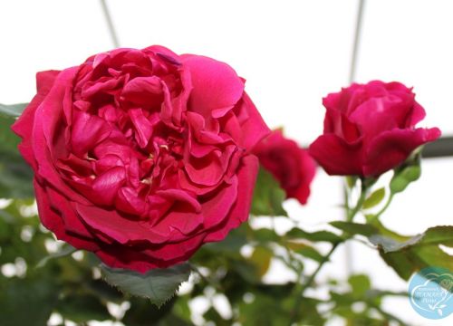 +79113664381 звонок из Тамара Розы