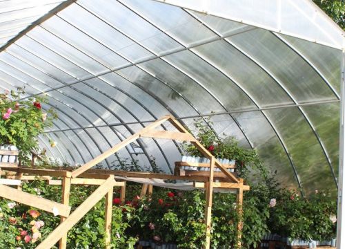 +79113664381 звонок из Тамара Розы