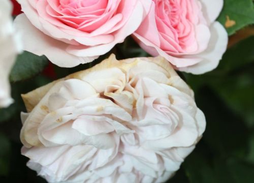 +79113664381 звонок из Тамара Розы