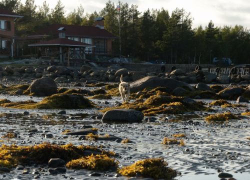 +79114123077 звонок из Лопский Берег