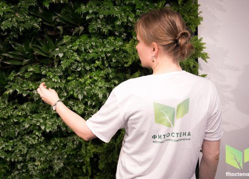 +79117600182 звонок из Фитостена - вертикальное озеленение