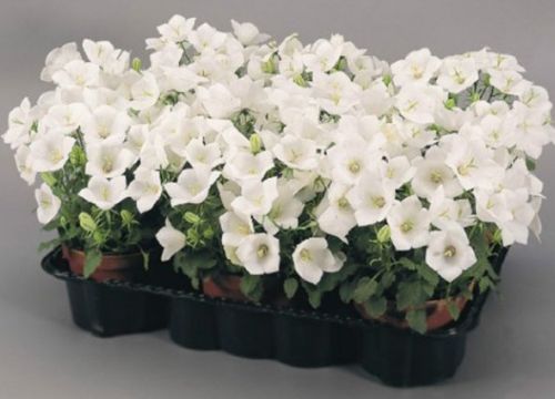 +79149226270 звонок из Агро-Ярко