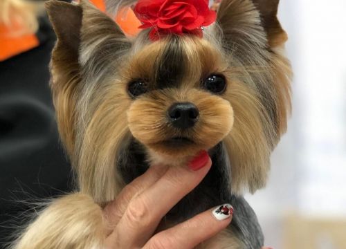 +79150331555 звонок из Будка