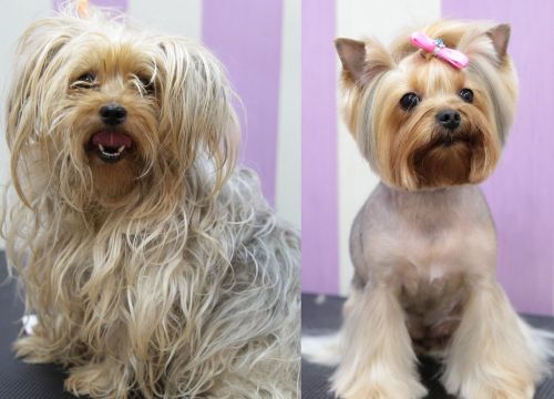 +79150331555 звонок из Будка