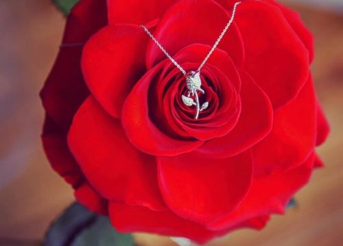 +79150450469 звонок из Роза в колбе