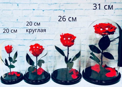 +79150450469 звонок из Роза в колбе