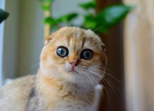 +79151052801 звонок из Питомник элитных шотландских золотых кошек Amber Coat