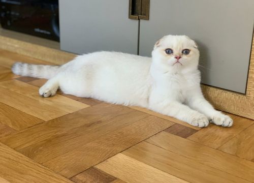 +79151052801 звонок из Питомник элитных шотландских золотых кошек Amber Coat