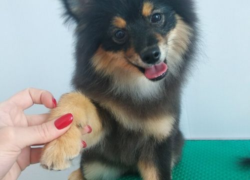 +79151530603 звонок из Симба, доктор Семёнова Елизавета Андреевна