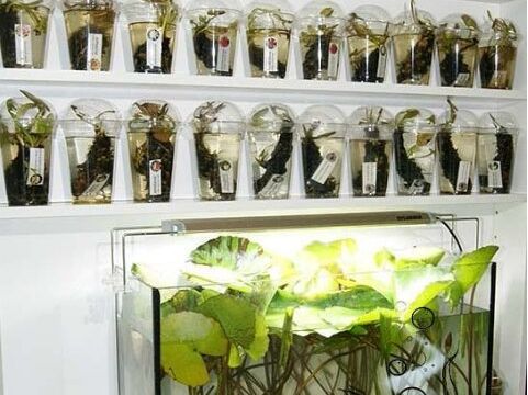 +79152101818 звонок из BestAquatics