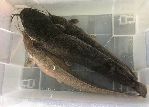 +79152831664 звонок из Акваферма Астапово