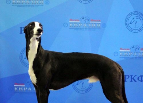 +79152853785 звонок из Питомник Уиппетов