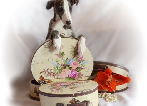 +79152853785 звонок из Питомник Уиппетов