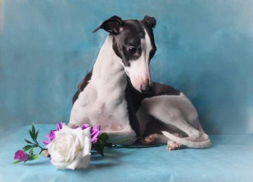 +79152853785 звонок из Питомник Уиппетов