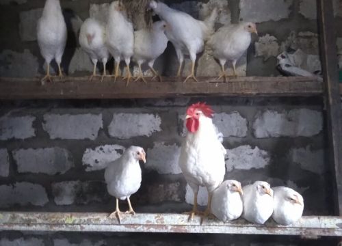 +79155111222 звонок из Живая птица