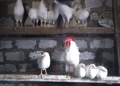 +79155111222 звонок из Живая птица