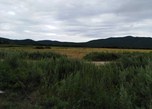 +79159400600 звонок из Дальневосточный мёд