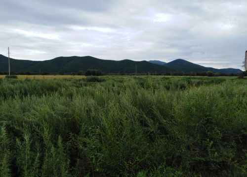 +79159400600 звонок из Дальневосточный мёд