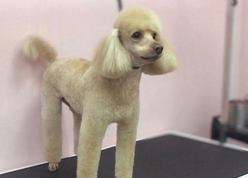 +79164792324 звонок из Зоосалон КотоПёсоф