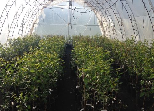 +79165621026 звонок из Вишнёвый сад