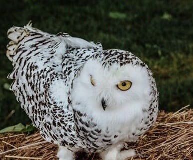 +79166372720 звонок из Exoticzoo