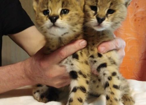 +79166372720 звонок из Exoticzoo