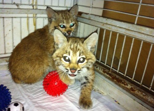 +79166372720 звонок из Exoticzoo