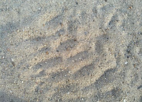 +79166460646 звонок из Вос-песок