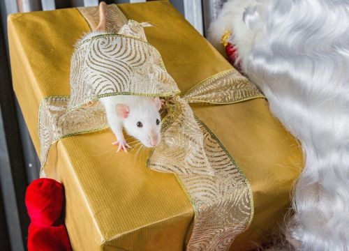 +79166530025 звонок из Виват