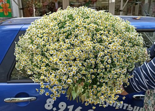 +79169400008 звонок из Купитьцветы.com