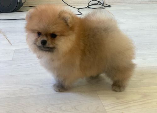 +79169733236 звонок из Догсфилософи