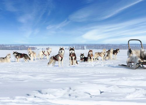 +79170770765 звонок из Grand Siberian