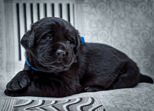 +79172030537 звонок из Питомник лабрадоров и биглей Стелла Фиделис