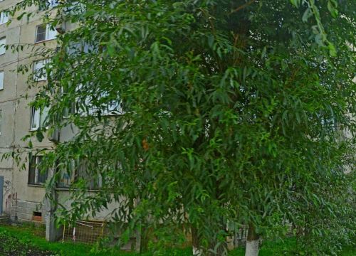 +79175332364 звонок из Цветы Красногорск