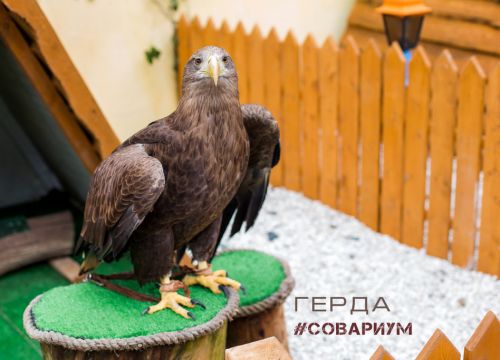 +79180101773 звонок из Совариум