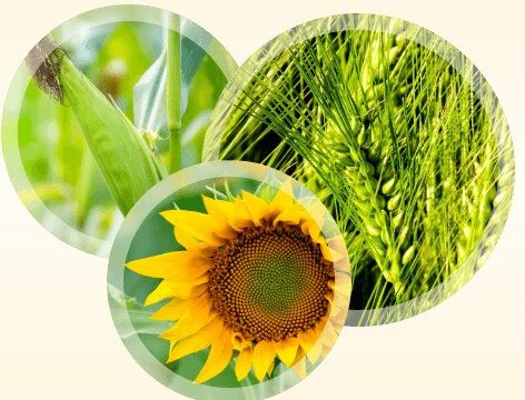 +79183182651 звонок из Тихорецкая семеноводческая станция