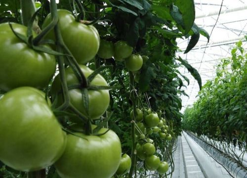 +79183715765 звонок из Европрогресс-Алания