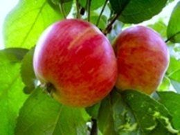 +79184200118 звонок из Пищевик