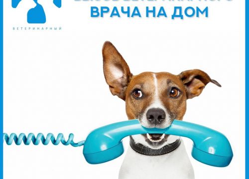 +79184200595 звонок из Ветеринарная клиника