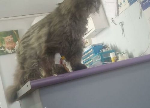 +79184200595 звонок из Ветеринарная клиника