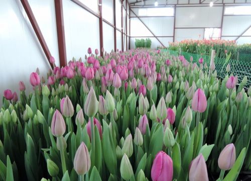 +79184816140 звонок из БелТюльпан