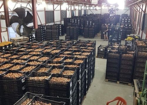 +79184816140 звонок из БелТюльпан