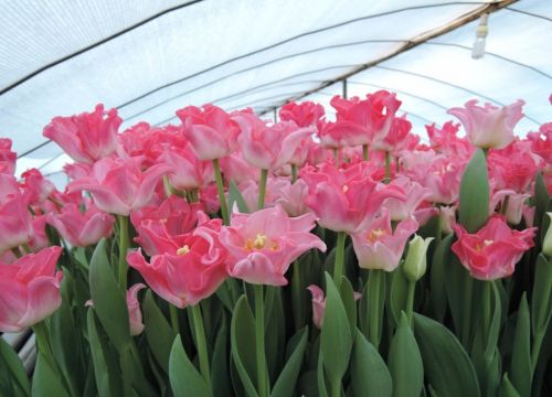 +79184816140 звонок из БелТюльпан