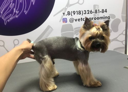 +79189543028 звонок из Ветеринарная клиника ВетСи