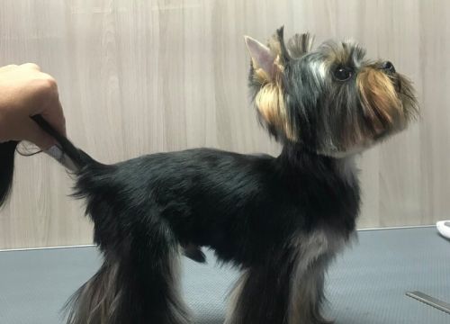 +79189543028 звонок из Ветеринарная клиника ВетСи